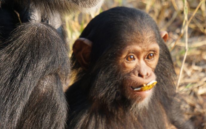 Junger Schimpanse im Chimfunshi Wildlife Orphanage